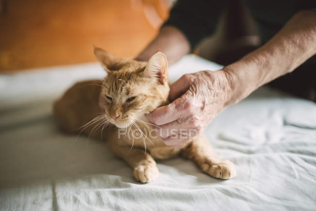 Hands of Senior woman stroking tabby cat lying on bed — Stock Photo