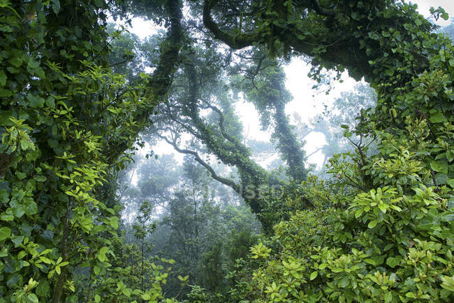 Laurel Laurisilva Árvore no Parque Rural Parque Anaga Ilha de Tenerife Ilhas Canárias Espanha — Fotografia de Stock