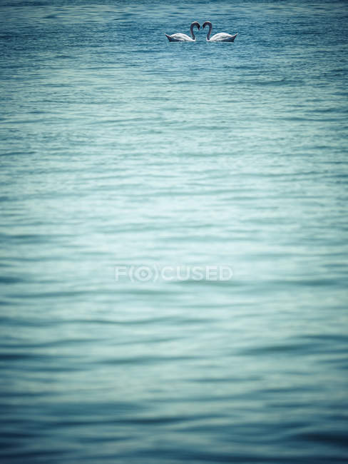 Due cigni muti sulla superficie del lago — Foto stock