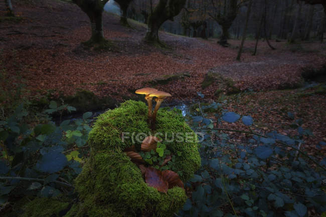 Espagne, Parc Naturel de Gorbea, Champignons poussant dans la forêt de hêtres — Photo de stock