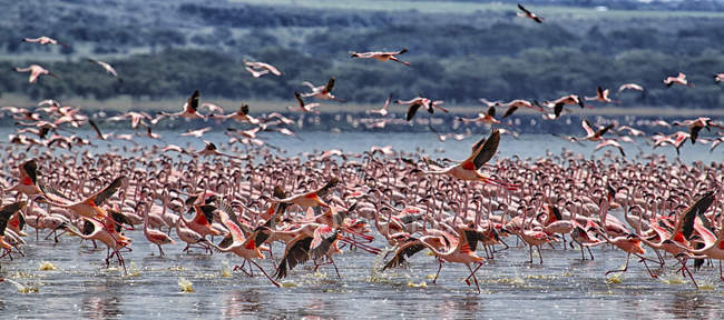 Kenya, Great Rift Valley, Lago Nakuru, fenicotteri minori e vista panoramica sul paesaggio naturale — Foto stock