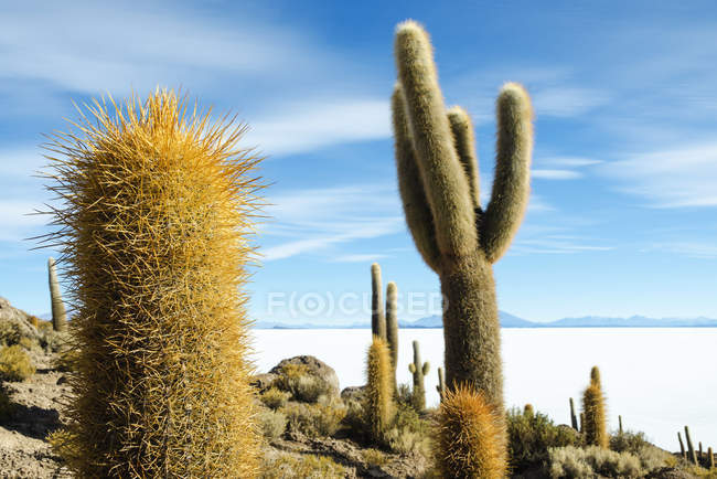 Bolivie, Atacama, Altiplano, Salar de Uyuni, Cactus sur l'île d'Incahuasi — Photo de stock