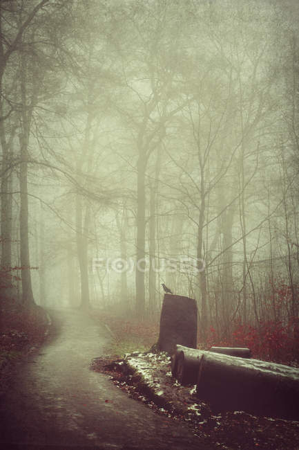 Germany, forest track in fog — Stock Photo