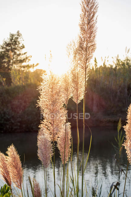 Vista de Reed no rio ao pôr do sol — Fotografia de Stock