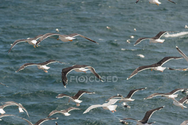 Ісландія, стадо kittiwakes над морем — стокове фото