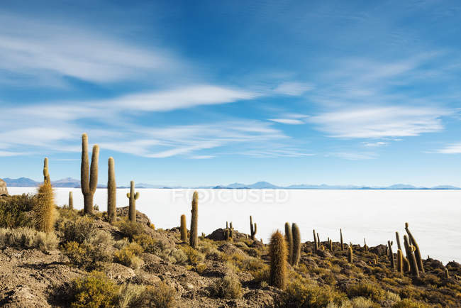 Bolivia, Atacama, Altiplano, Salar de Uyuni, Cacti on Incahuasi island — Stock Photo