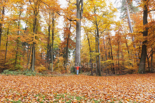 Німеччина, Рейнланд-Пфальц, жінка, підтримуючи дерево в осінній ліс Пфальц — стокове фото