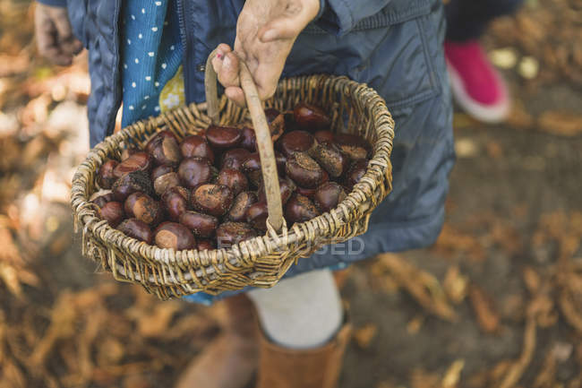 Woman carrying basket with fresh picked chestnuts — Stock Photo