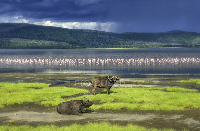 Kenya, Lake Nakuru National Park, two Cape buffalos in front of Lake Nakuru — lesser flamingo, animals - Stock Photo | #177538518 Kenya, Lake Nakuru National Park, two Cape buffalos in front of Lake Nakuru — lesser flamingo, animals - Stock Photo | #177538518