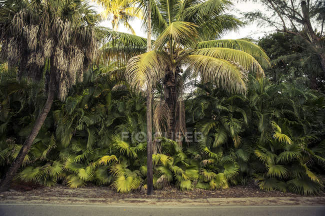Palmeiras verdes à beira da estrada — Fotografia de Stock