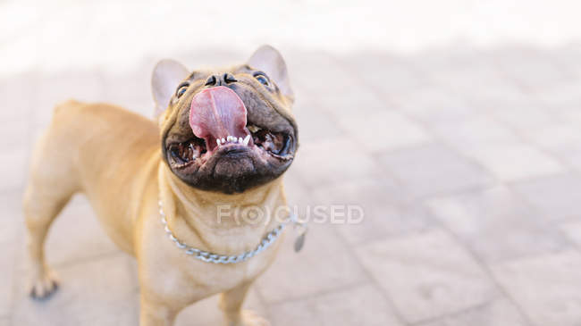 How To Cool Down A French Bulldog Online bellady.by