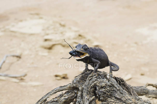 Namibia, Namib desert, Swakopmund, Namaqua Chameleon eating a beetle in the desert — Stock Photo