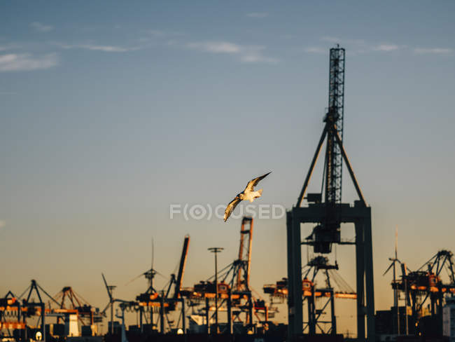 Germania, porto di Amburgo, impianto gru e gabbiano volante la sera — Foto stock