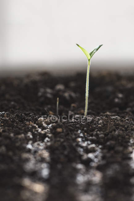 Вид крупным планом на маленький зеленый росток на почве — стоковое фото