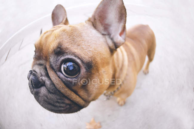 funny french bulldog pictures