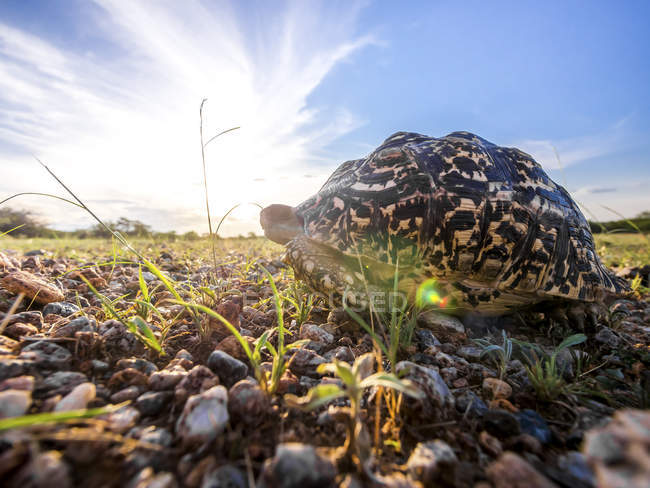 Namíbia, Outjo, Ongava Reserva Selvagem, tartaruga leopardo no backlight — Fotografia de Stock