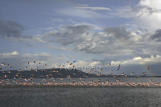 Kenya, Parco Nazionale del Lago Nakuru, Lago Nakuru, fenicotteri minori — Foto stock