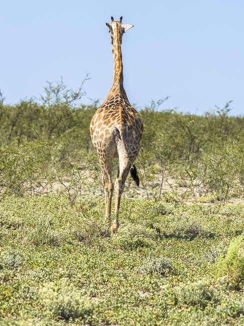 Namibia, Okaukuejo, giraffa ambulante a Etosha Nationalpark — Foto stock