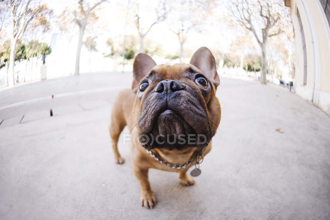 Close-up de bulldog francês olhando para cima na rua — Fotografia de Stock