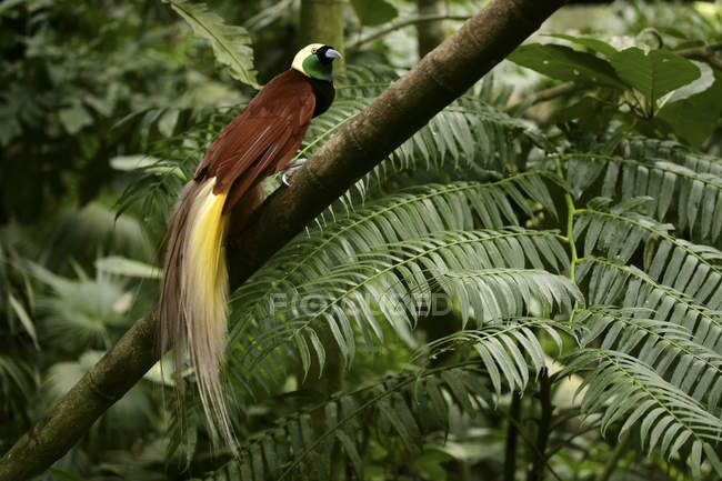 Indonesia, Bali, Gran pájaro del paraíso en el árbol — paradisea apoda,  vida silvestre - Stock Photo | #177553870