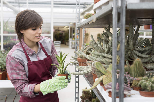 Female gardener choosing cactus — Stock Photo