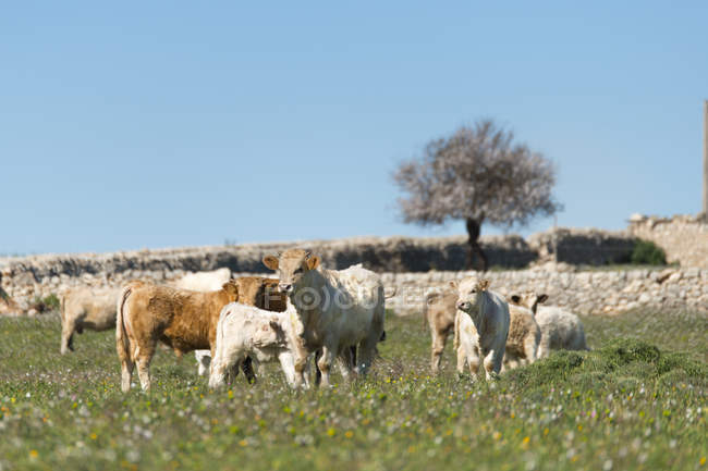 Italy, Sicily, Ragusa, Cow cattle grazing on green flowering meadow — Stock Photo