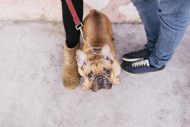 Ritratto di bulldog francese in piedi tra i proprietari e guardando la macchina fotografica — Foto stock