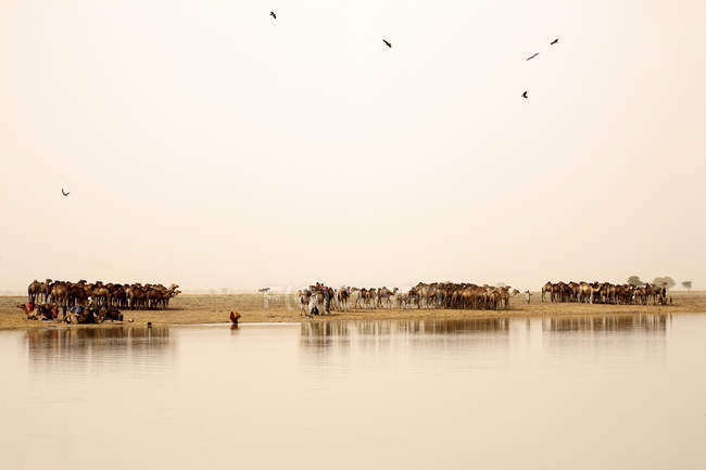Chad, Nomads with their herds of camels on lake Gara — Stock Photo