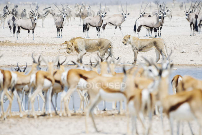 Leoni in pozza d'acqua circondati da Springboks, Kudus e Zebras, Parco Nazionale di Etosha, Namibia — Foto stock