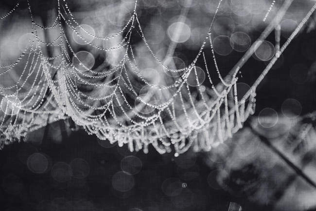 Nasses Spinnennetz, Nahaufnahme, monochrom — Stockfoto