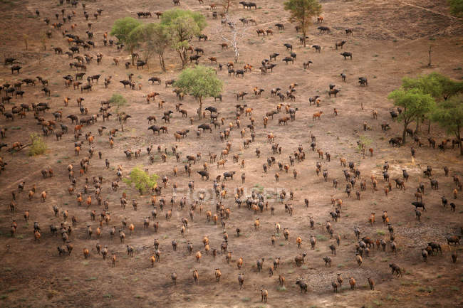 Chad, Zakouma National Park, Aerial view of herd of African buffalo, on the move — Stock Photo