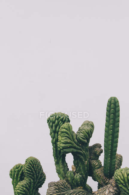 Cactus su sfondo bianco — Foto stock