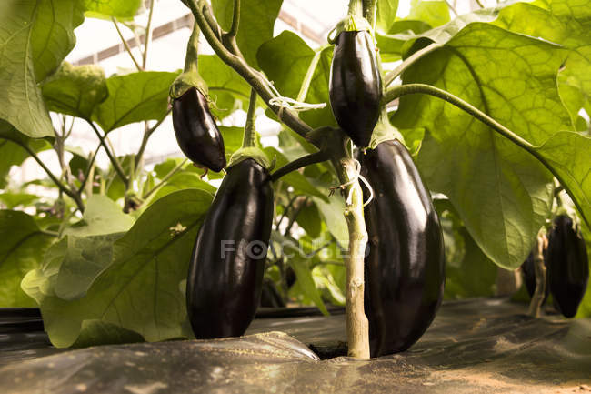 Aubergines poussant en serre — Photo de stock