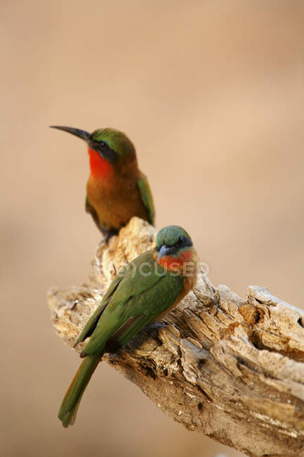 Red-throated bee-eaters birds sitting on tree trunk — Stock Photo