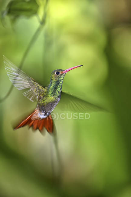 Ecuador, flying Rufous-tailed hummingbird by the flowers close seup view — стоковое фото