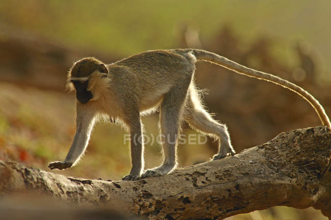 Äffchen, Chlorocebus aethiops — Stockfoto