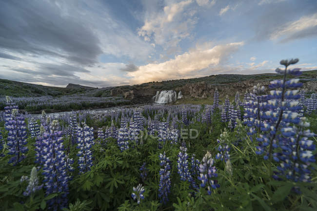 Ісландія, lupins перед водоспад — стокове фото