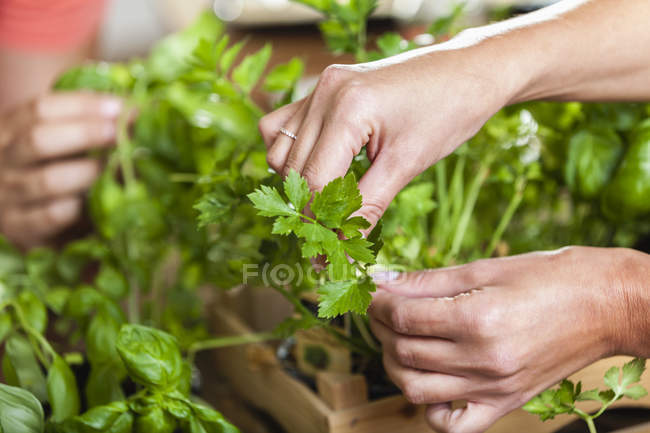Les mains femelles cueillant des feuilles d'herbes — Photo de stock