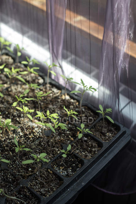 Plantes de tomates en pot germant rapidement — Photo de stock