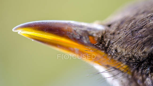 Beak of a blackbird, close-up — Stock Photo