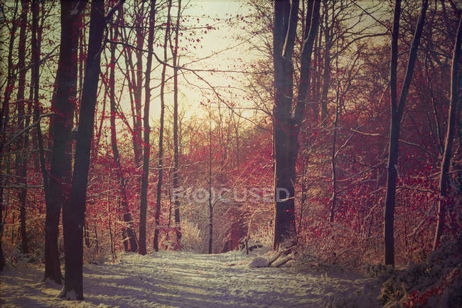 Germania, Footh path nella foresta invernale — Foto stock