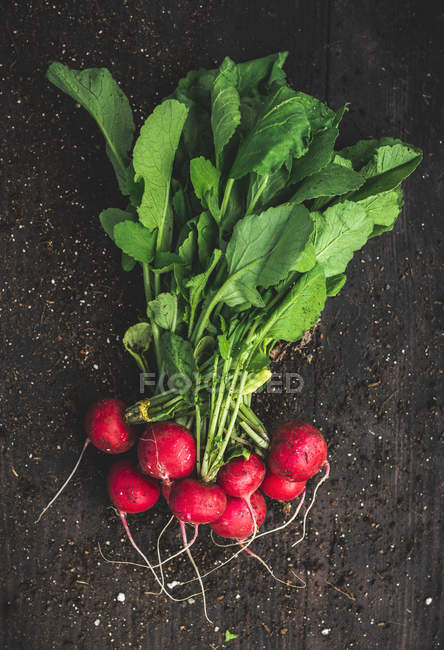 Radis rouges fraîchement cueillis et terre — Photo de stock