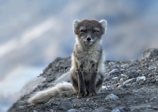 Greenland, Kulusuk, Arctic fox sitting on rock — surface, carnivore - Stock  Photo | #177573836