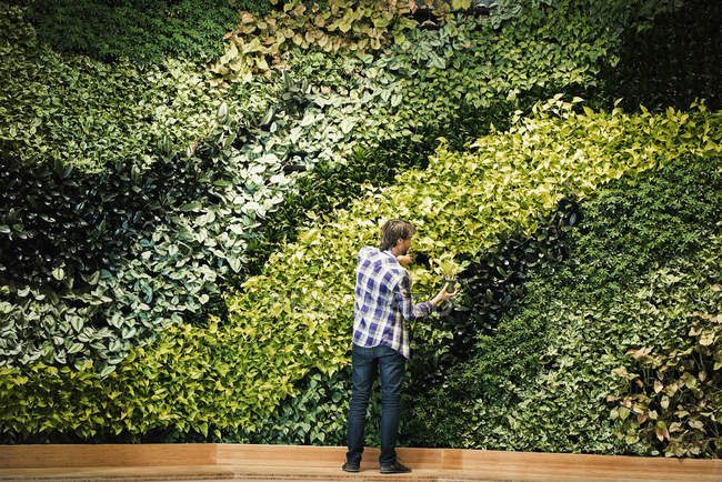 Young man standing in front of green plant wall, placing potted plant — Stock Photo