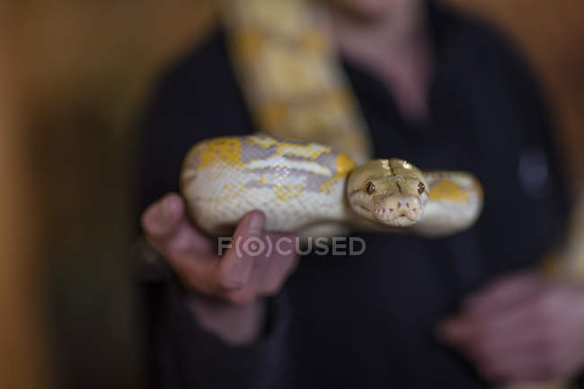 Donna con in mano un serpente di pitone albino — Foto stock