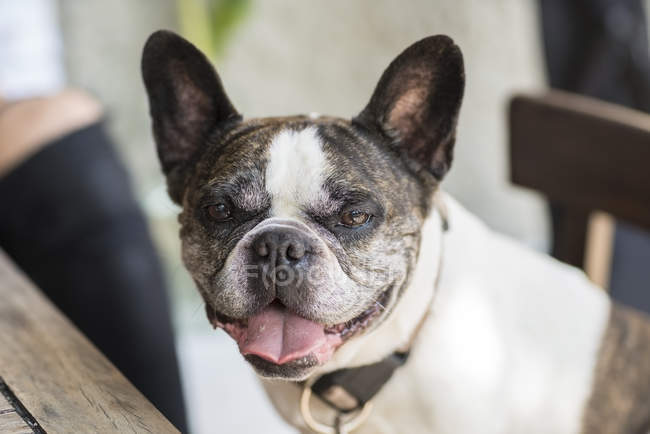 Ritratto di Bulldog francese che guarda la macchina fotografica — Foto stock
