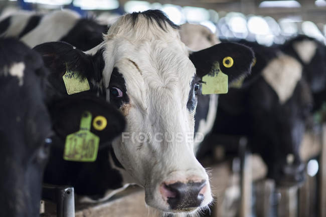 Mucche in fattoria guardando la macchina fotografica — Foto stock
