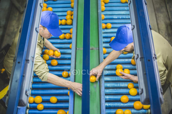 Workers on orange farm picking oranges from conveyor belt — Stock Photo