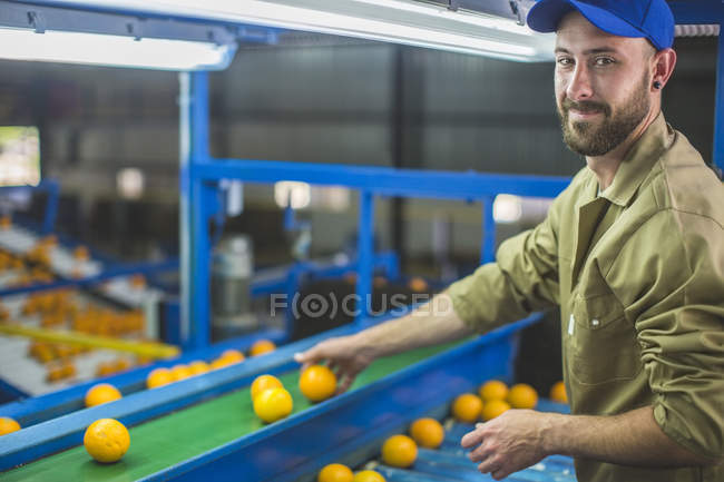 Worker on orange farm picking oranges from conveyor belt — Stock Photo