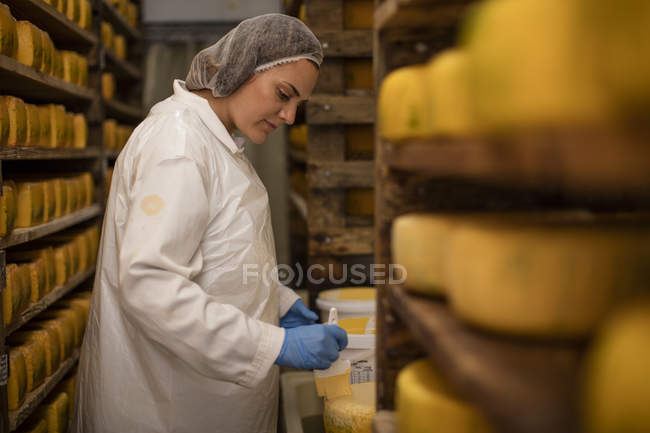 Работник сырной фабрики, контролирующий созревание сыра — стоковое фото
